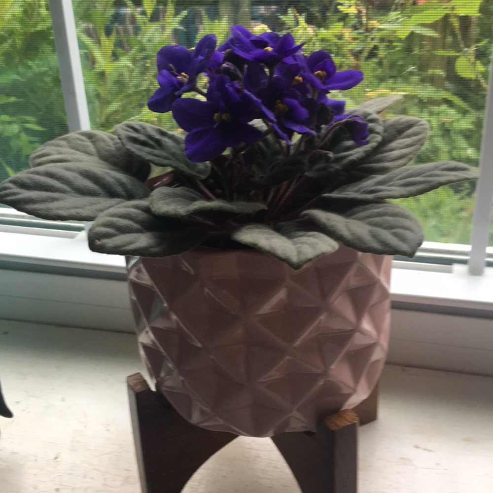 Meet your Posher, Alex